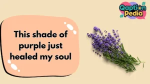Lavender Captions and Quotes for Instagram